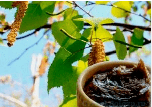 Birch Tar dal fungo